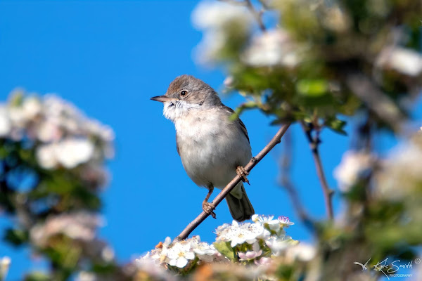 Whitethroat