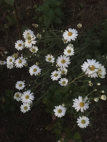 arcanthemum arcticum polarstern by night