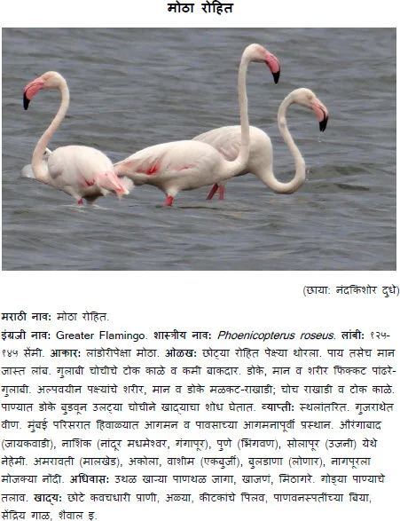 Greater Flamingo - Motha Rohit bird information in marathi.jpg