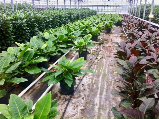 Planten uit de kwekerij luchtzuivering in de serre water en licht met potgrond en in pot met veel groen blad of dikke stam