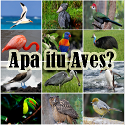 Pengertian Aves Ciri ciri Klasifikasi dan Peranan Aves