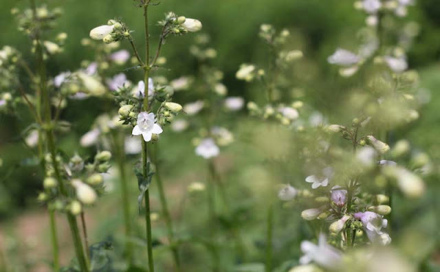 Foxglove Beardtongue Flowers Pictures