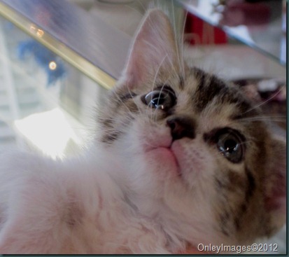 Rocky the kitten