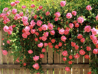 American Beauty Roses wallpaper
