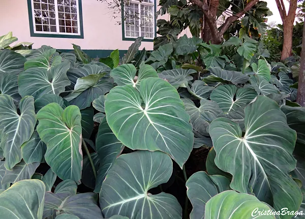 Dicas e cuidados sobre a Filodendro-glorioso ou Philodendron gloriosum