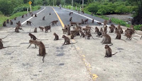 タイにおいての人とサルとの共存について