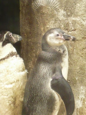 pingui, penguin, humboldt, manchot, chili, HUMBOLDT, MANCHOT, Pájaro niño, PENGUIN, Pingüino, Spheniscus humboldti, Пингвин Гумбольдта, manchot , Humboldt ,,péruvien, ,Patranca, Spheniscus humboldti, Humboldt Penguin, Peruvian Penguin, Chilean Penguin, Jackass Penguin, Pingüino de Humboldt, Pájaro niño  ,Patranca  , ), pingwin peruwiański, Pinguino di Humboldt, Гумбольдтов пингвин, ンボルトペンギン, 秘鲁企鹅,louisette, blogs,