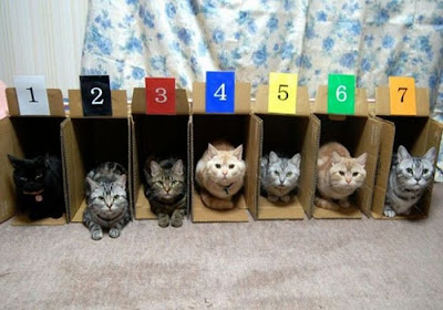 How to Organize Your Cats Seen On www.coolpicturegallery.us