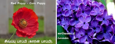 Corn Poppy Red Poppy_Lavender