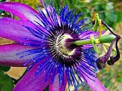 Clique na Flor e ouça "A Flor do Maracujá"