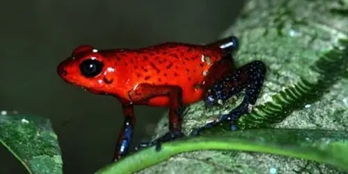 स्ट्रॉबेरी पॉइजन डार्ट फ्रॉग - Strawberry Poison Dart Frog