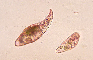 Protista