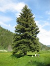 Blue Spruce