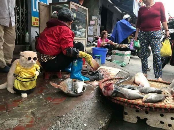 Yerel bir Vietnam pazarındaki en ünlü balık satıcısıyla tanışın!