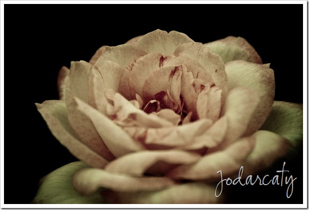 SONY DSC
