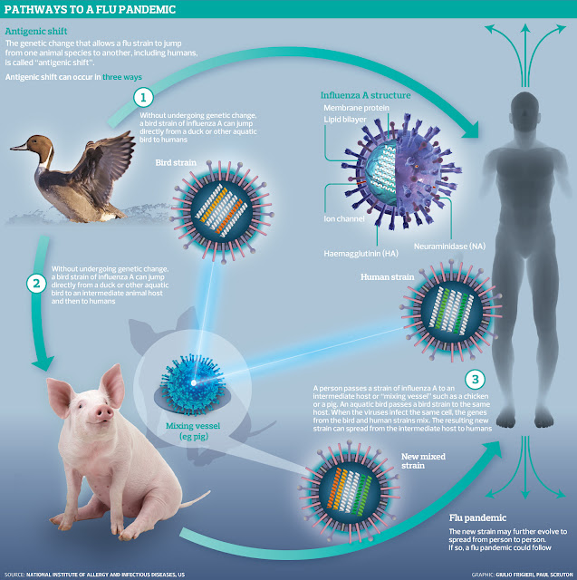 Apocalyptic Bird Flu