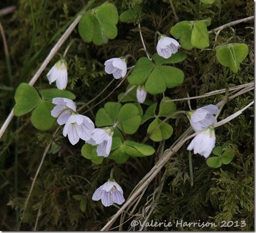 44-wood-sorrel