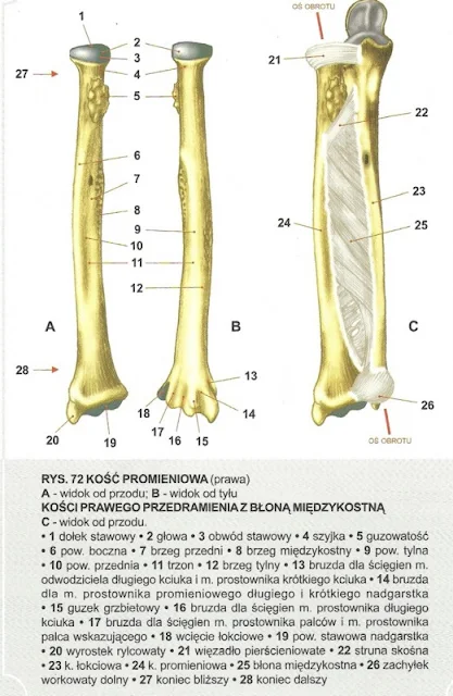 kość promieniowa