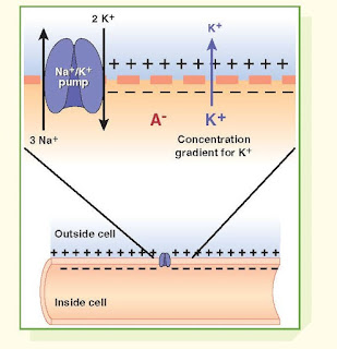 Equilibrium Potentials