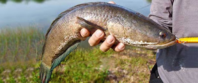 Tips Memancing Ikan Gabus