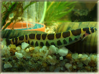Kuhli Loach Fish Pictures
