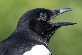 Magpie DFBridgeman