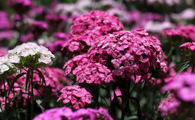 Sweet William Flowers Pictures