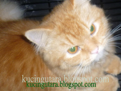 Kucing Utara: Warna Air Kencing Kucing Petunjuk Kesihatannya