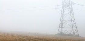 Roe deer, Capreolus capreolus,  in a field between the High Elms estate and North End Lane.  3 October 2015.