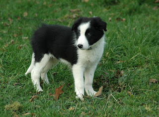 border collie pictures, dogs and puppies pics