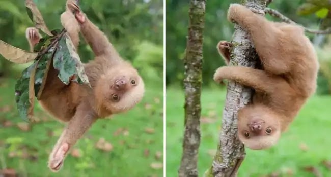 Organization Rehabilitates Baby Sloths That Lost Their Moms