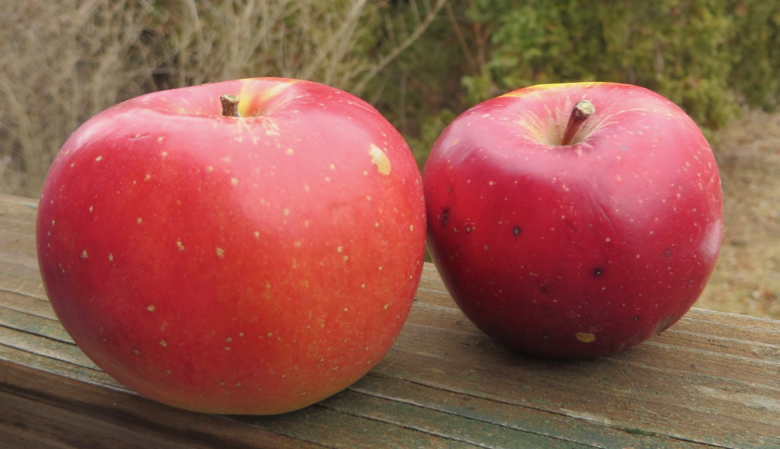 Two crimson blushed apples, one with an orange tint, with large irregular brown lenticels