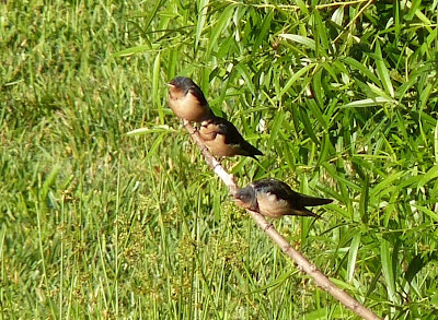 juvenile barn swallows