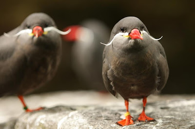 Birds with Mustaches