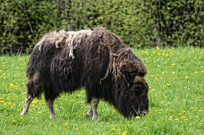 Muskox facts and information