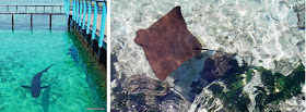 Tubarão e arraia no Aquário San Martín, Ilhas do Rosário, Colômbia