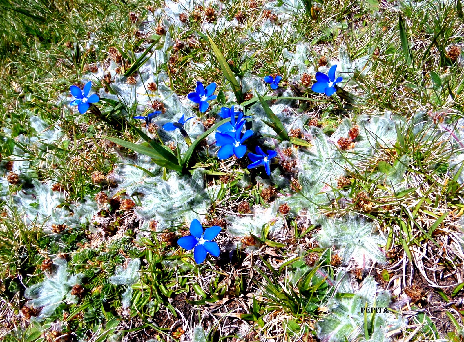 Foto flores Estrella de las Nieves y Genciana de primavera. Sierra Nevada