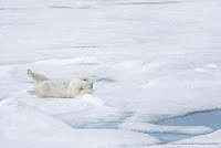 Fotos finalistas de los Premios de la Photography Comedy Wildlife 2019 (Galería de fotos)