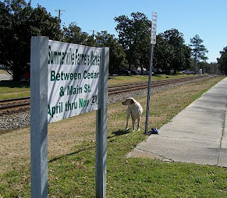 Picture of Toby in the grass watching the train tracks