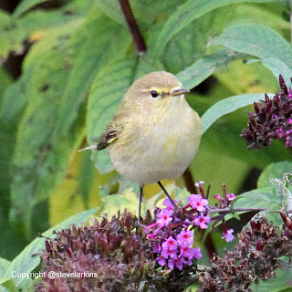 Chiffchaff on Buddleia