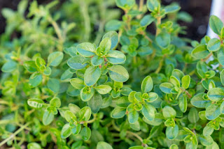What is thyme good for?