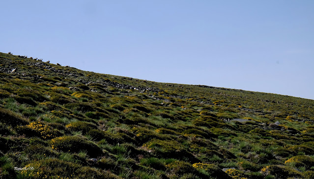 Sierra Nevada,  Morreón del Mediodia, Cabras Montesas,