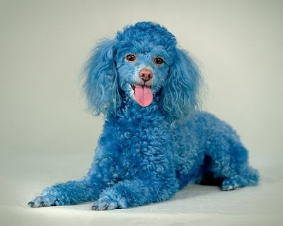 Poodle Cotton Blue Toy Poodle pics