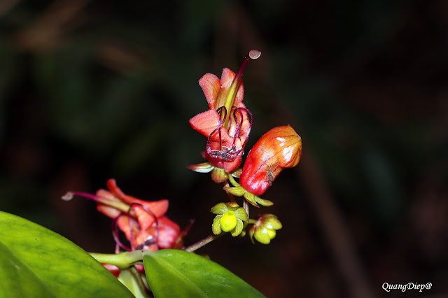 Aeschynanthus acuminatus