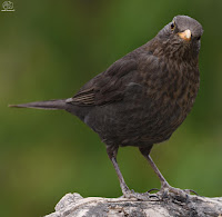 Mirlo común. (Turdus merula)