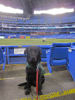 Black lab puppy Romero is sitting near the bottom of the field level bleachers at the Rogers Centre before the game. He is wearing his green future dog guide jacket and red leash, and is sitting in the middle of an aisle a couple rows us. There are blue seats on either side of him, and behind him a short blue gate that opens onto the field. The green turf field is empty, save for a bat boy sitting beside a bucket of baseballs. The vast stands are almost completely empty too - it is still quite a while before the game is scheduled to start. The dome roof above is closed (it is still April in Canada after all) and the bright stadium lights are reflecting down onto the field.