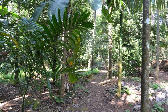 Spice Plantation at Tanshikar Spice Farm