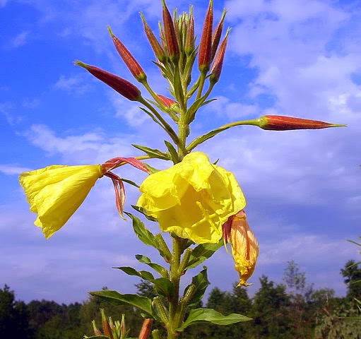 Oenothera Erythrosepala - Bunga yang katanya Mekar saat terdengar kumandang Adzan