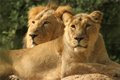 Lions - Jerusalem Biblical Zoo