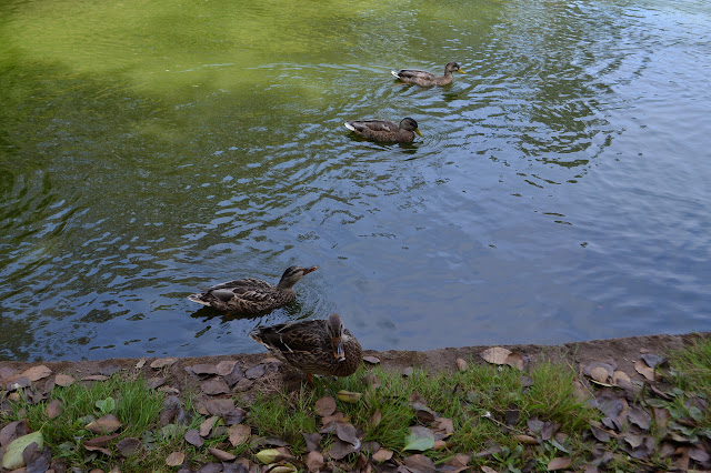 ducks with bread - which is not recommended for them